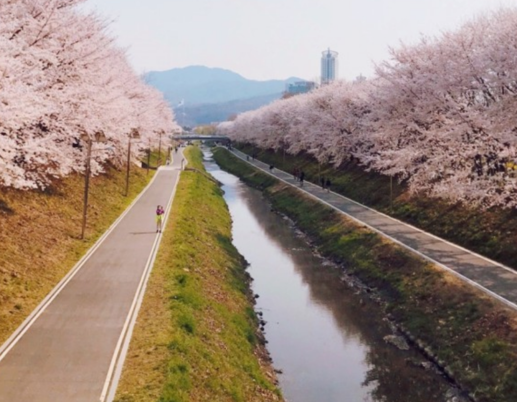 Yangjae Citizen's Forest