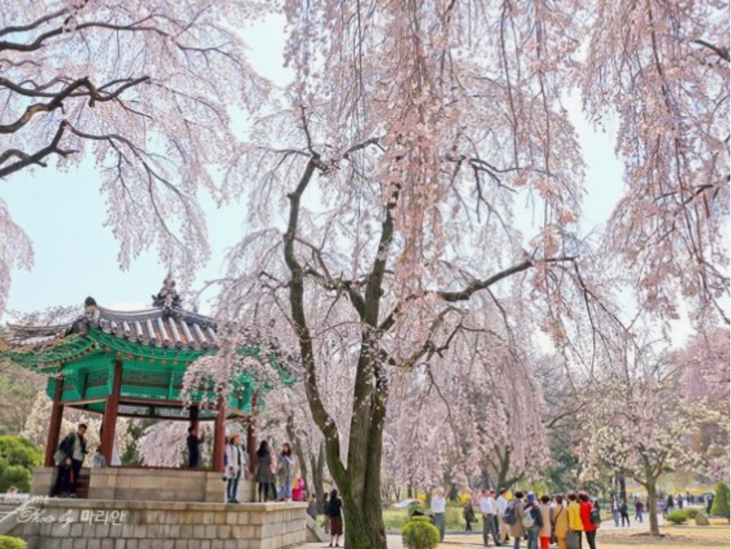 The cherry blossoms at the National Cemetery