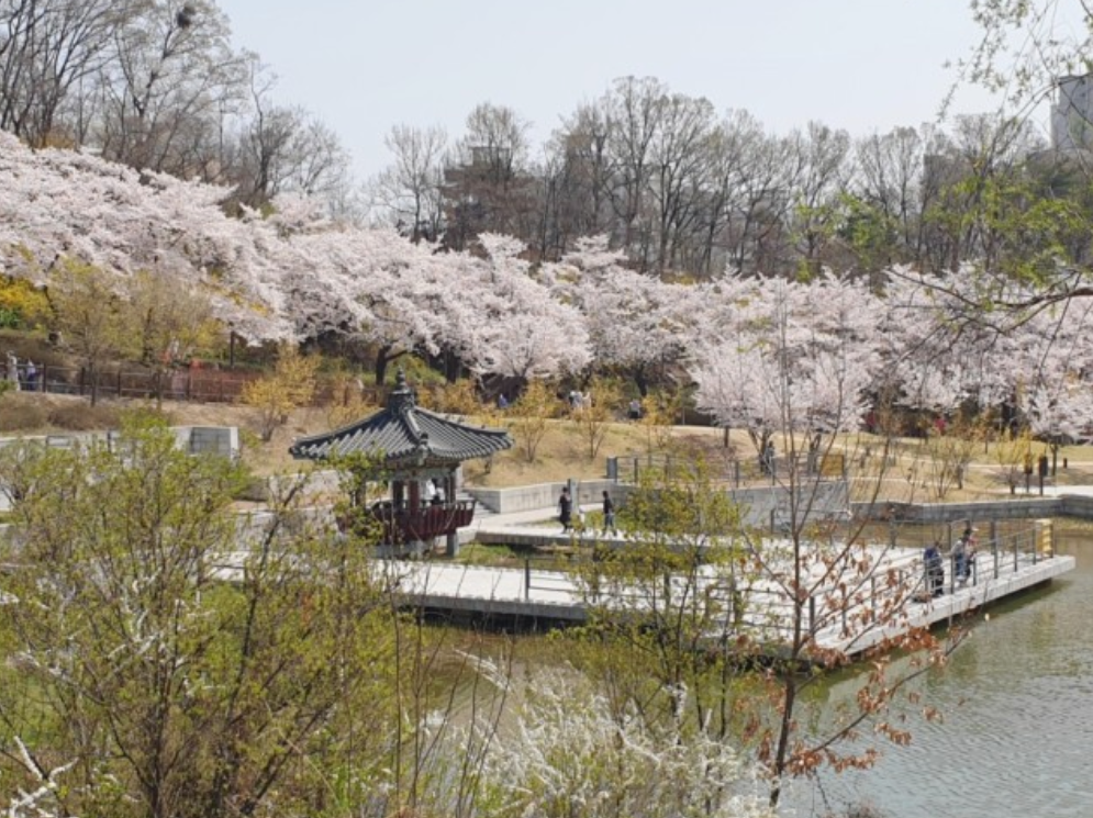 Dream Forest in North Seoul Cherry blossom