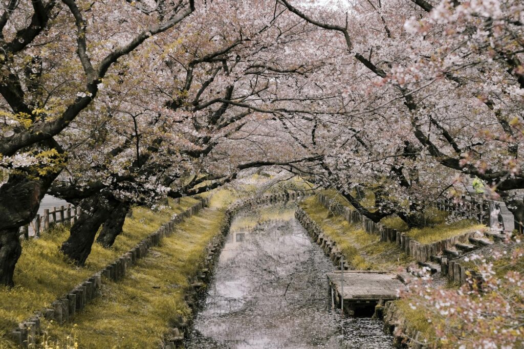 river between cherry blossoms