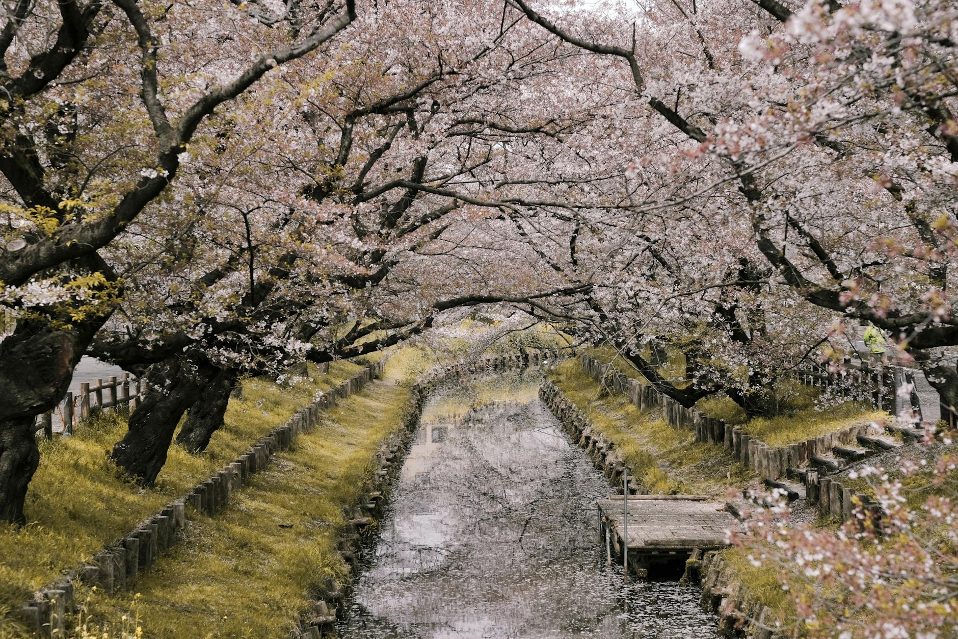 cherry blossoms in Korea